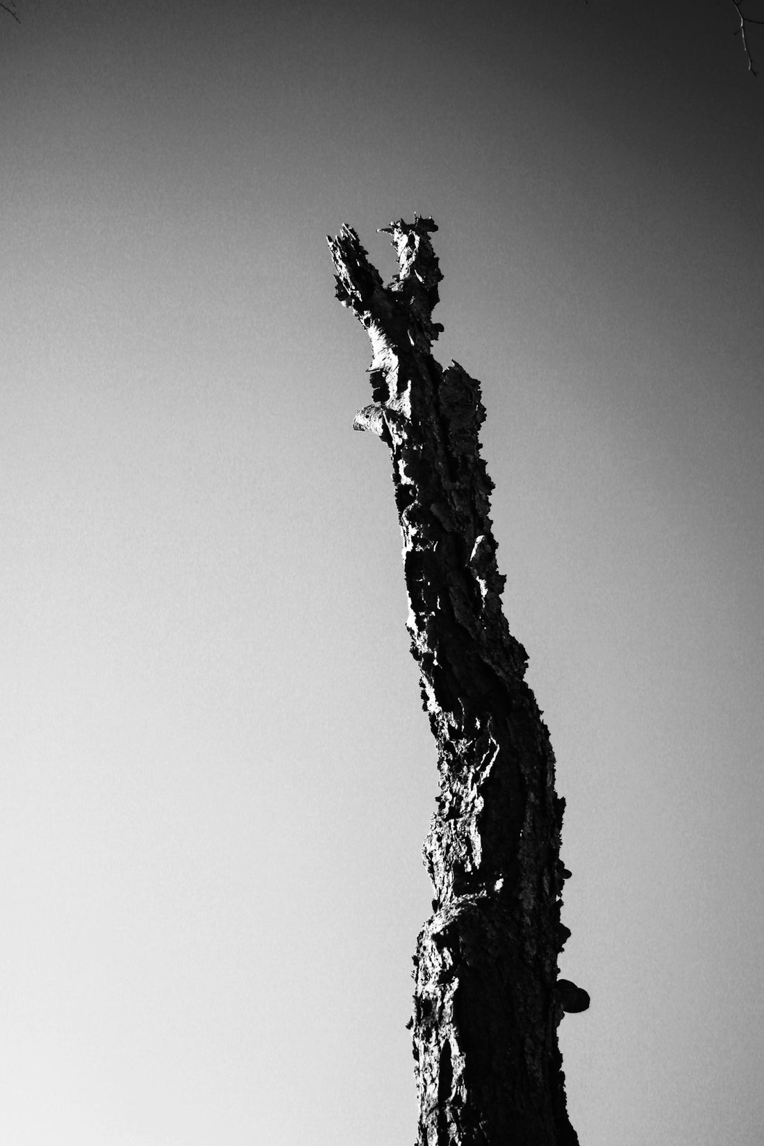 grayscale photo of tree branch