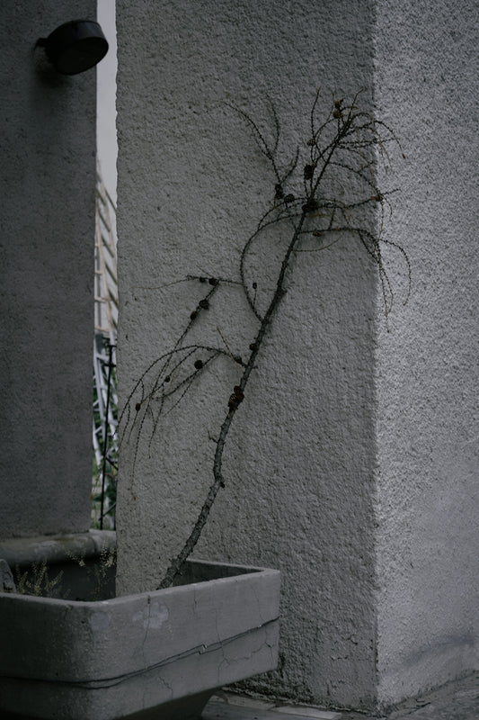 a tree growing out of a concrete wall