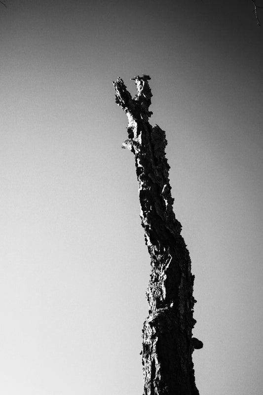 grayscale photo of tree branch