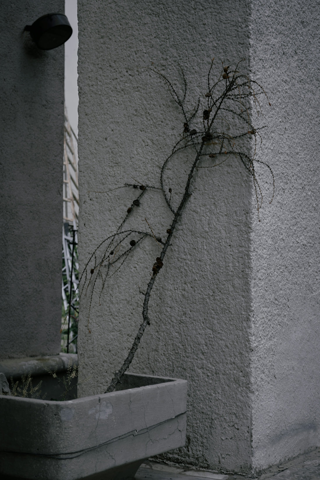 a tree growing out of a concrete wall