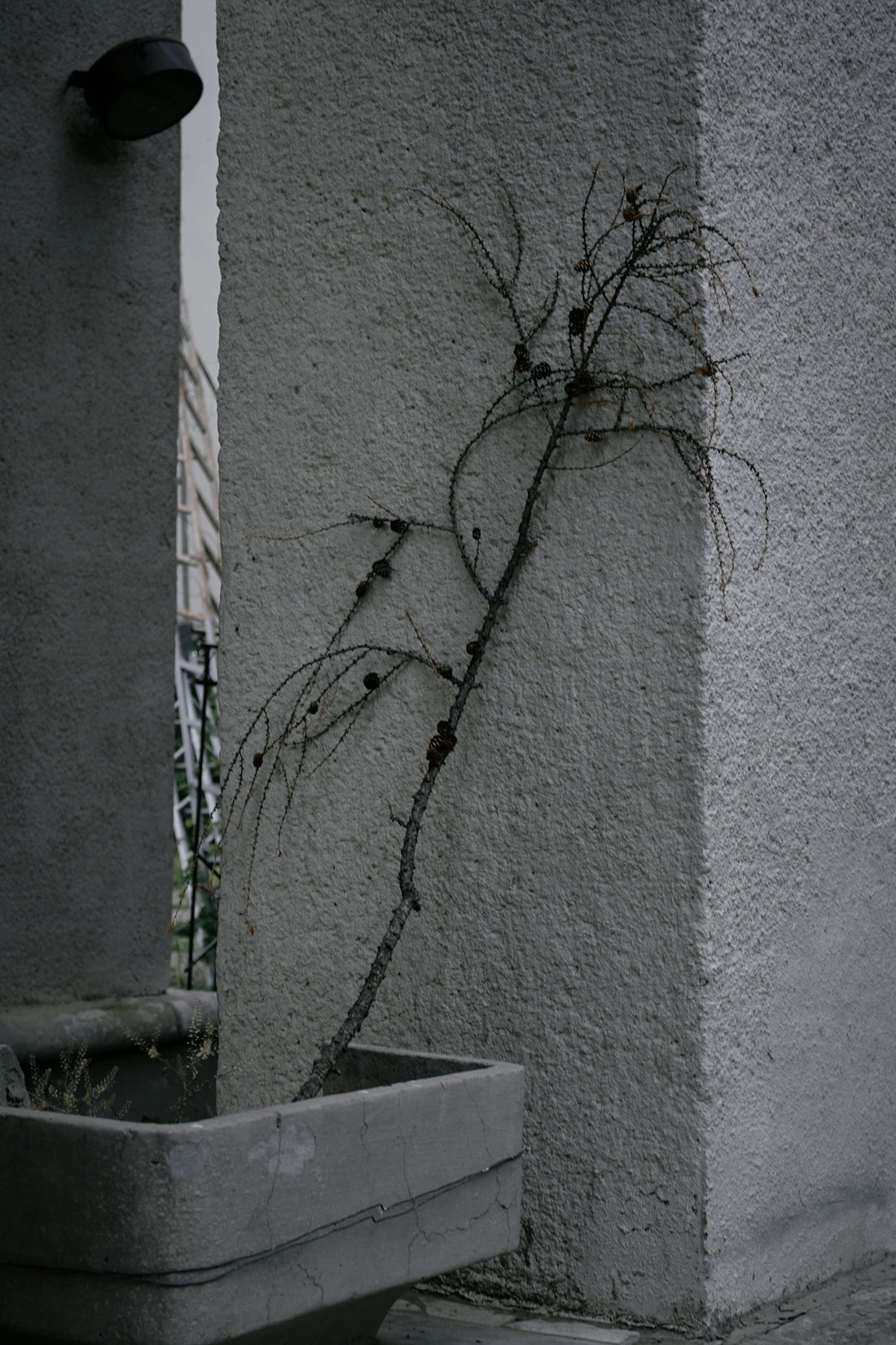 a tree growing out of a concrete wall
