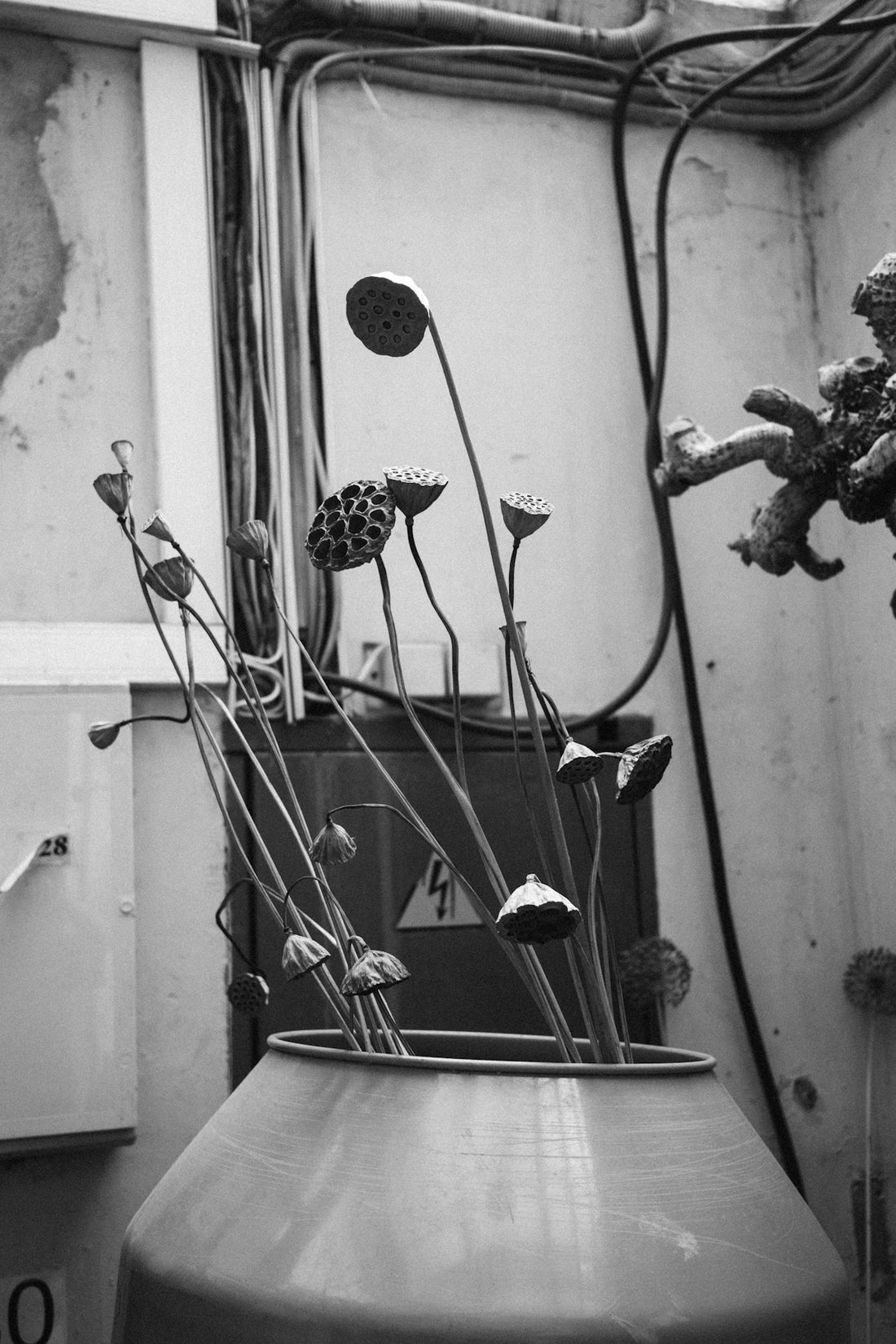 black and white photograph of flowers in a vase