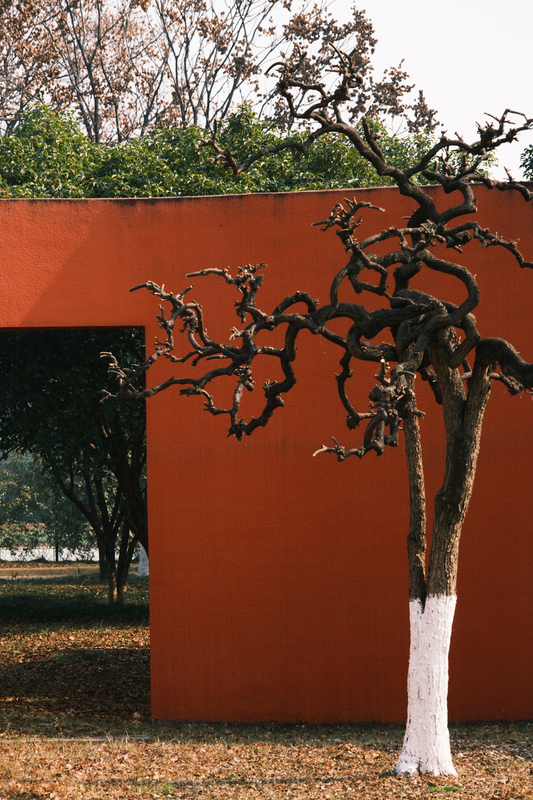 a bare tree in front of a red wall