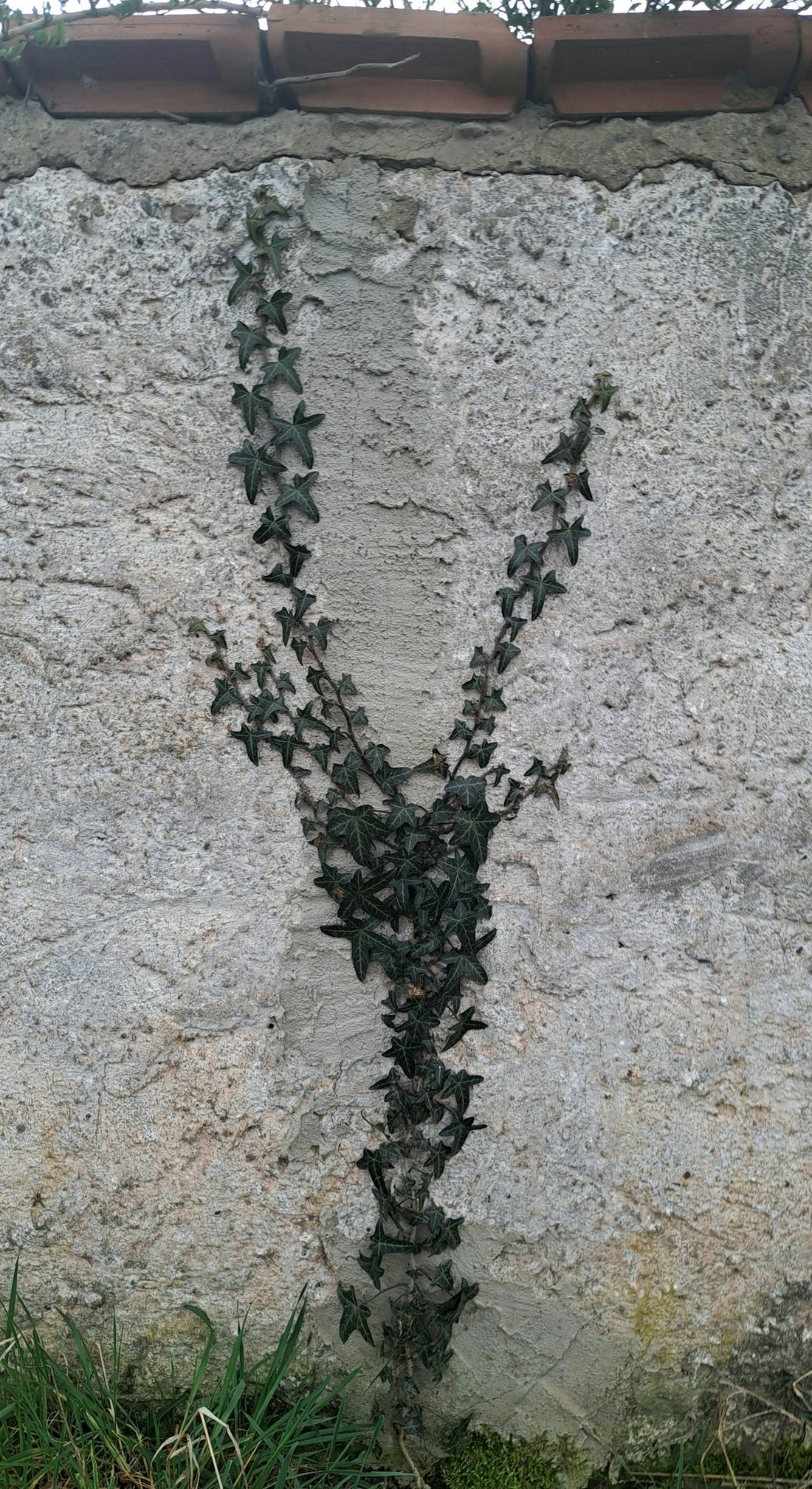 a vine is growing on the side of a stone wall
