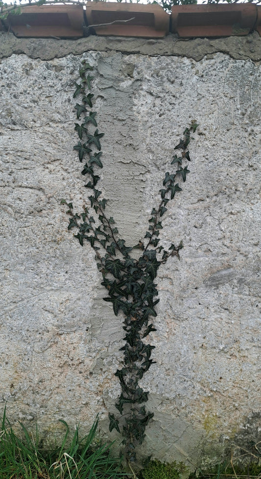 a vine is growing on the side of a stone wall