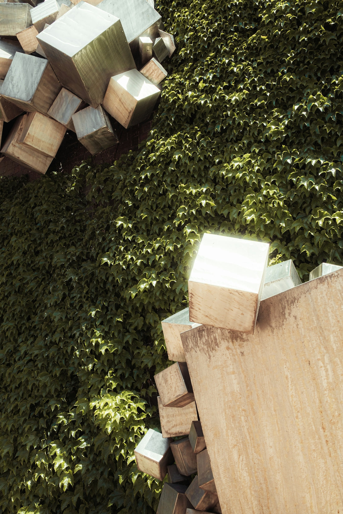 Green ivy wall with scattered wooden and metallic cubes.
