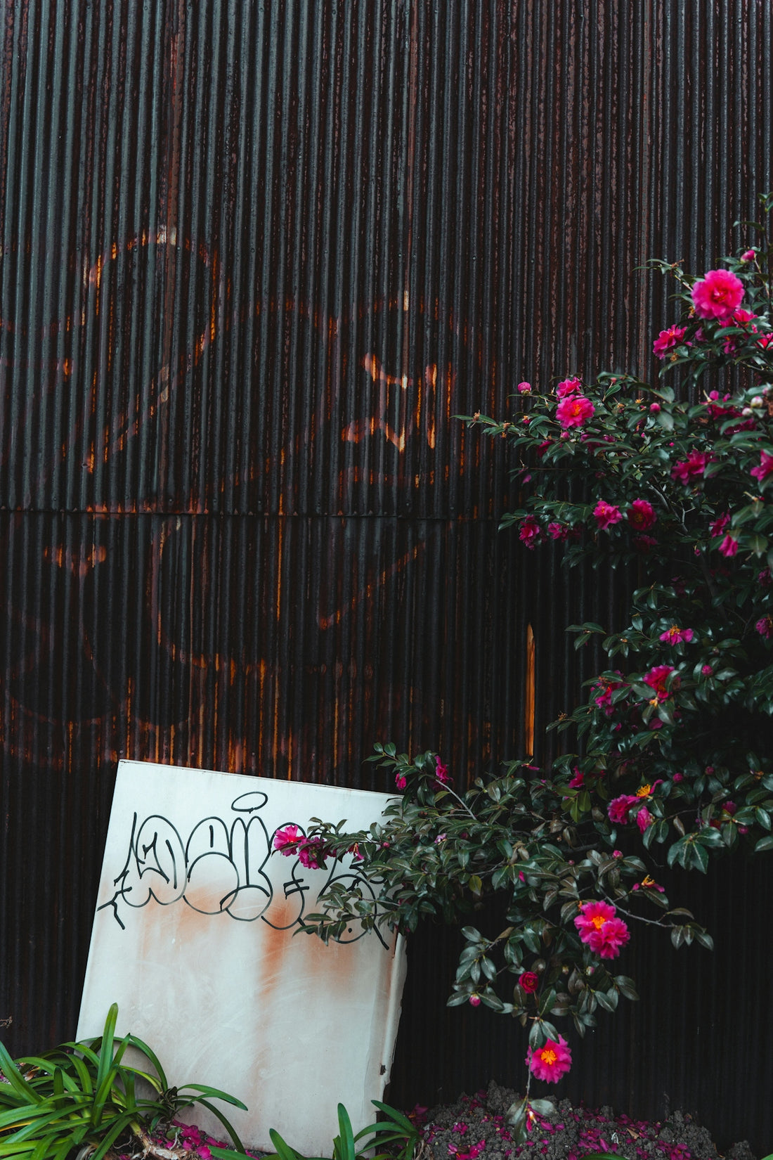 Dark corrugated wall, white sign with graffiti, and pink flowers.